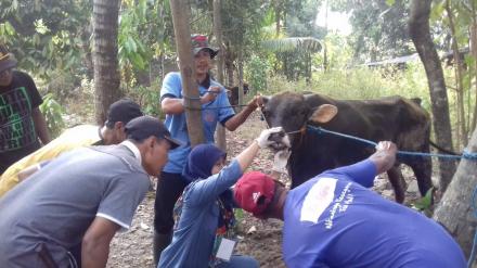 Drh.Aida: 101 Sapi, 113 Kambing, 89 Domba Qurban di Srimartani